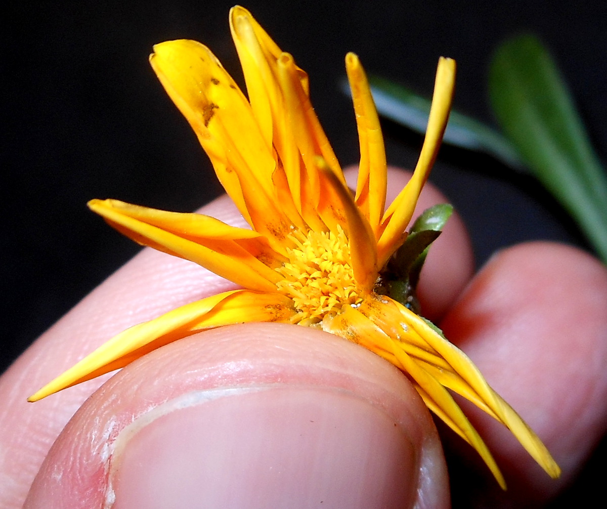 Gazania rigens (L.) Gaertn. var. rigens